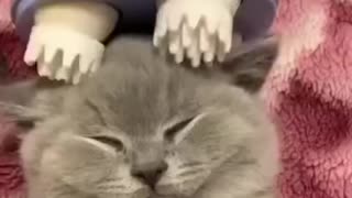 Cute cat relaxing with massage device