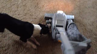 Boston Terrier attacks vacuum cleaner