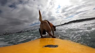 Happy Surf Dog Shreds Like a Pro