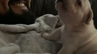 French Bulldog Puppy Practices Howling With Owner