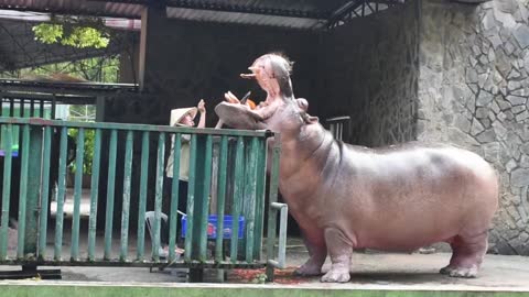 Hippo Loves Getting Fed At The Zoo | Cute Animals