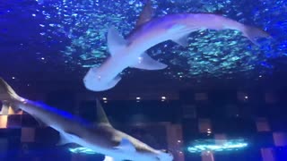 shark in the largest aquarium