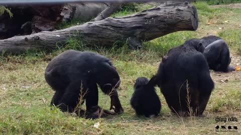 Loving Chimps Play And Entertain New Baby Addition