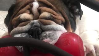 Bulldog sleeps with her favourite toy