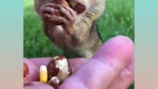 SQUIRREL EATING NUTS VERY CUTE