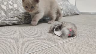 Cute kitten playing 1