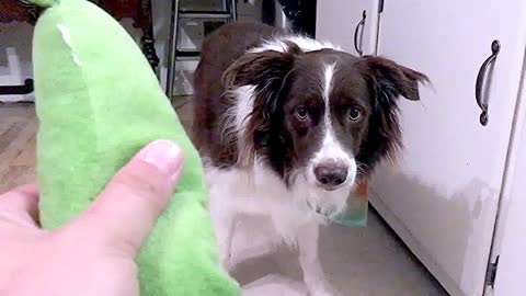 Border Collie has peculiar reaction to squeaky toy