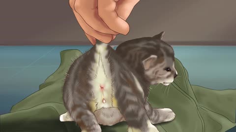 determine the sex of a kitten - cat & kitten care how to tell male kittens from female kittens