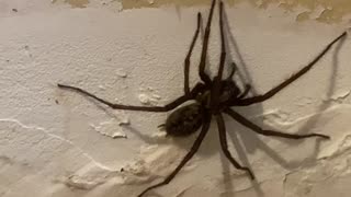 Big spider found on my garage