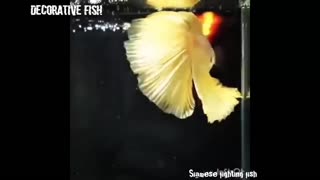 most expensive fish