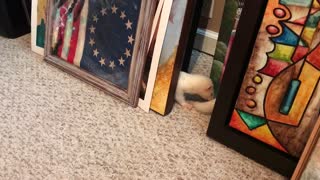 My silly Ferrets being silly compilation