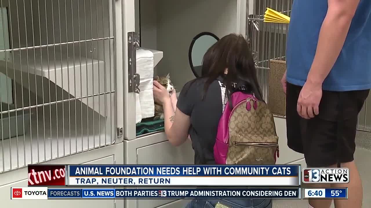Animal Foundation needs help with community cats