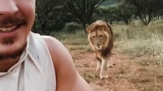 Never turn back on a lion - Watch what happens next!!!