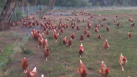 Mass number of chickens follow person on walk