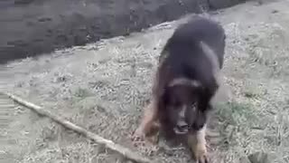 German Shepherd Dog Picks a Giant Stick