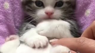 Cute Kitten is Playing with Finger