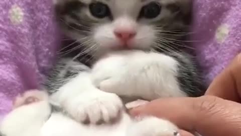 Cute Kitten is Playing with Finger