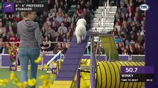 Watch 5 of the best WKC Dog Show moments/national Puppy Day