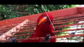Beautiful Parrots Videos With Music