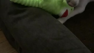 Cute Dog Fighting toy Monkey