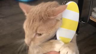 Cat Only Needs You to Hold the Brush