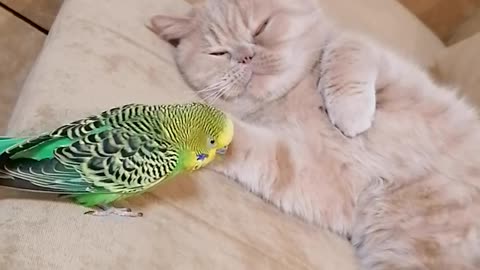 Кот и птица, милые животные #218