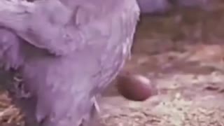 Chicken Playing Football With Egg