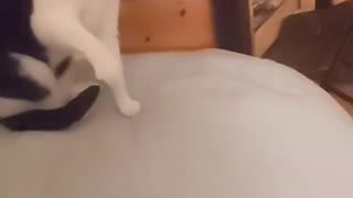 Cat fighting with son