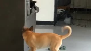 Dog and cat playtime will brighten your day