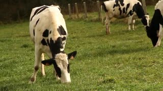 Cows Eating Grass