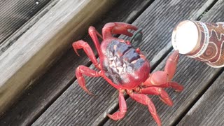 Crab Runs Away With Coffee Cup