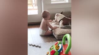 Cute Baby Playing With Dog Baby and Pets Video New