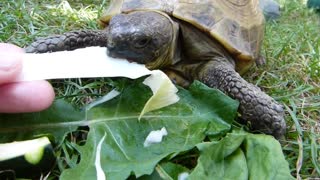 Feeding a small turtle