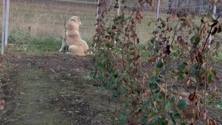 Dog Takes A-fence Playing With Cat