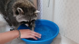 Playing in the water with Raccoon