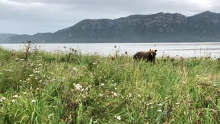 Close Encounter with a Mama Grizzly in Alaska