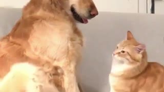 A cute cat provokes a golden retriever dog
