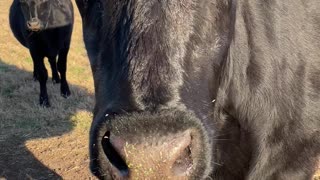 Cow gets up close and personal