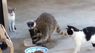 Funniest Raccoon and Cat Moments