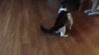 Dog and cat playing