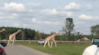 The Giraffe passing the road...