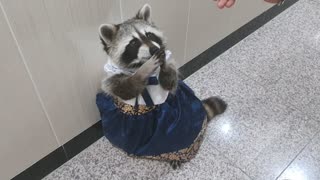 Raccoon is wearing Hanbok.Korean traditional clothes