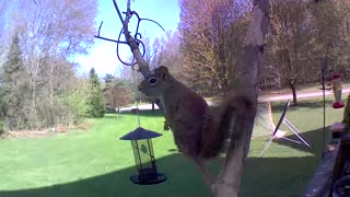 These Squirrels Go Out on a Limb. Will they get what they...