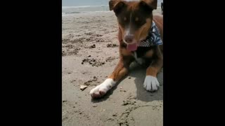 Dog and ferret best friends have a playdate at the beach