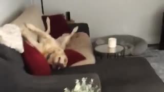 Goofy dog caught sleeping in hilarious position