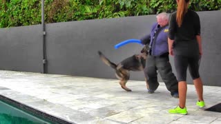 How to guard dog training step by step !!