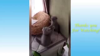 animals funny moments part 1