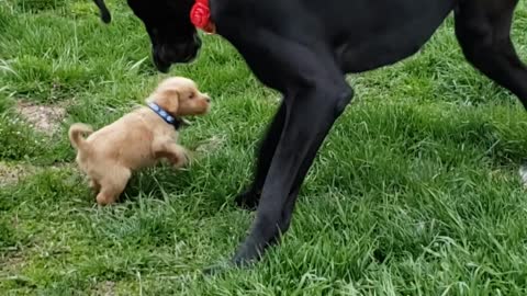 Great dane meeting puppy
