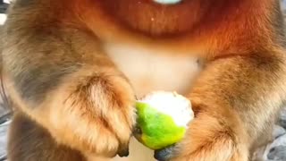 Famous Monkey eating orange