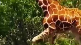 Wildlife struggle existence 5 giraffes